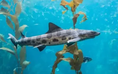 Swim with Leopard Sharks at Cormorant Boutique Hotel This Summer