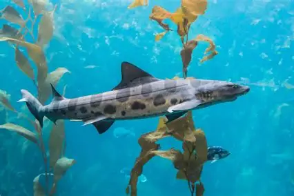 Swimming with leopard sharks near La Jolla Shores in San Diego